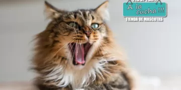¿Cuántas expresiones faciales tienen los gatos? El número podría sorprenderte