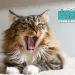 ¿Cuántas expresiones faciales tienen los gatos? El número podría sorprenderte