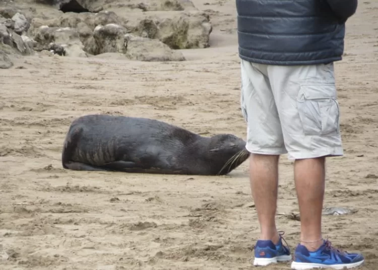 Claromecó: señalan que la aparición de animales marinos y serpientes «es normal para la época» y piden no molestarlos