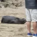 Claromecó: señalan que la aparición de animales marinos y serpientes «es normal para la época» y piden no molestarlos