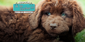 El perro Terranova