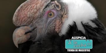 El Cóndor andino