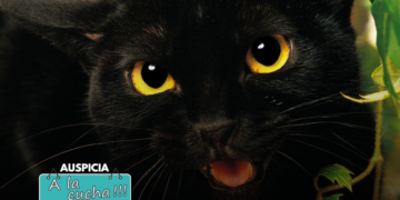 Gato bombay