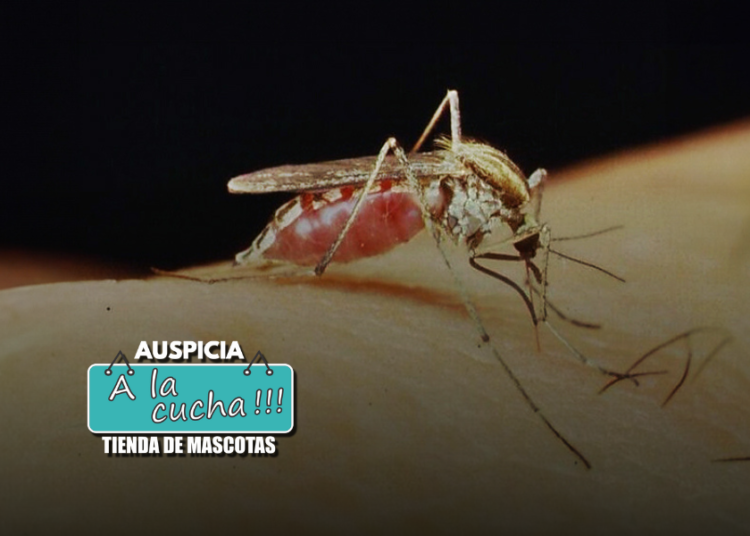 Especialistas del CONICET explican las causas del aumento de mosquitos en la ciudad de Buenos Aires, AMBA y regiones de la zona central del país
