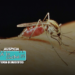 Especialistas del CONICET explican las causas del aumento de mosquitos en la ciudad de Buenos Aires, AMBA y regiones de la zona central del país