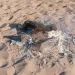 Claromecó: sofocaron una fogata en la playa y piden no generar fuego por las condiciones climáticas