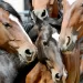 Encefalomielitis equina: establecen vacunación obligatoria en todo el territorio