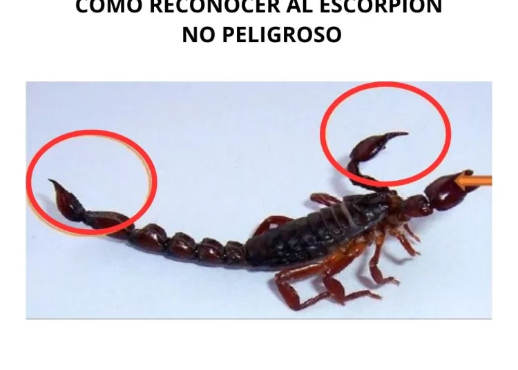 Alerta por escorpiones en Tres Arroyos debido a altas temperaturas