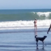 El calor también los afecta: qué recaudos tomar para que la temperatura no afecte a las mascotas