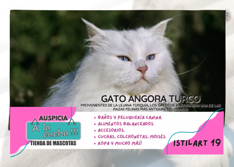 Gato angora turco
