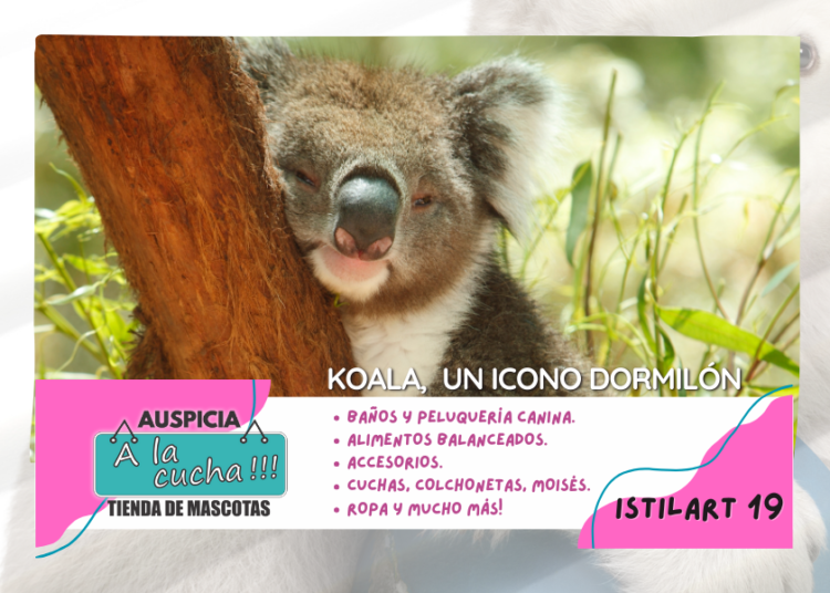 Koala, un icono dormilón