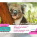 Koala, un icono dormilón