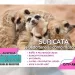 Suricata