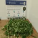 Entró a una casa abandonada con marihuana, un vecino lo vió y lo demoraron