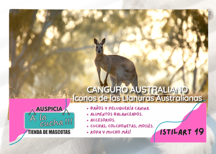 Canguro Australiano