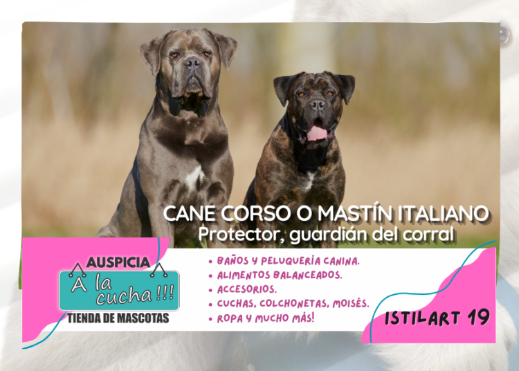 Cane corso o mastín italiano