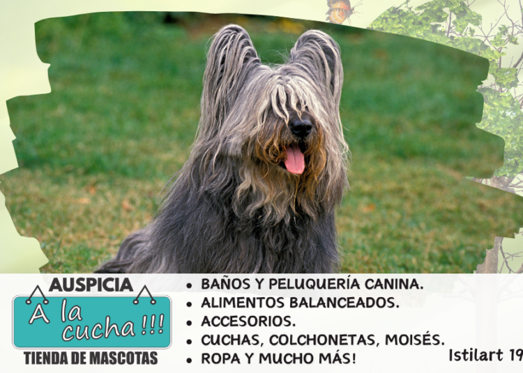 Skye terrier