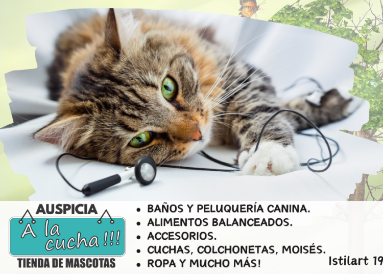 Sonidos que les gustan a los gatos