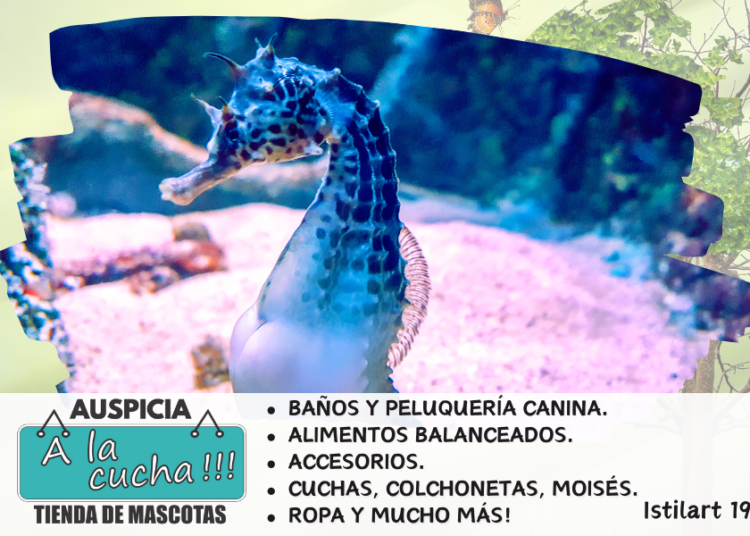 Caballito de mar