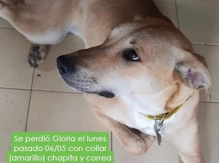 Ofrecen recompensa de $50 mil por una perra extraviada