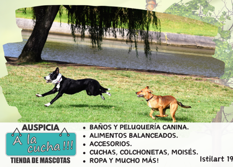 Mi perro se escapa y no obedece