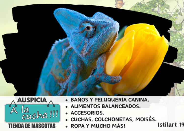 ¿Cuánto vive un camaleón?