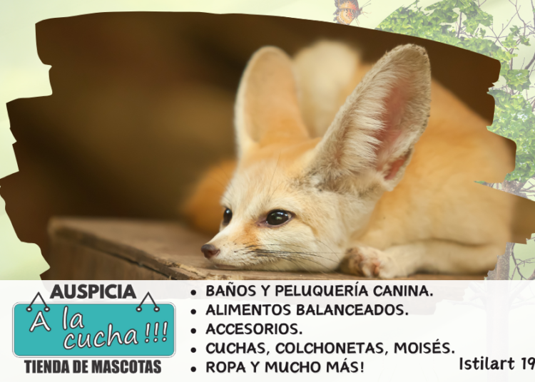 Fennec