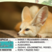 Fennec