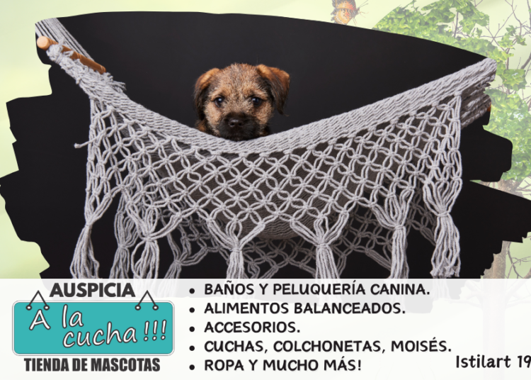 Border Terrier