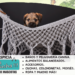 Border Terrier