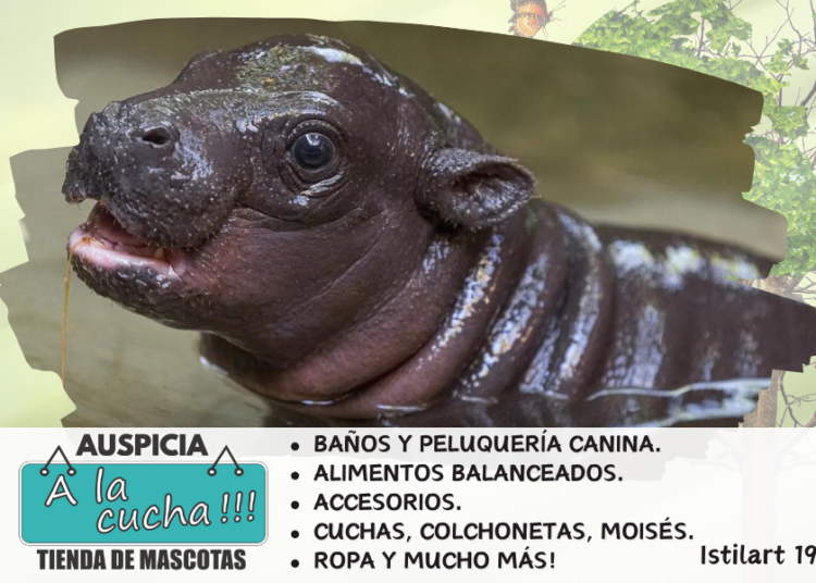 Hipopótamo Pigmeo