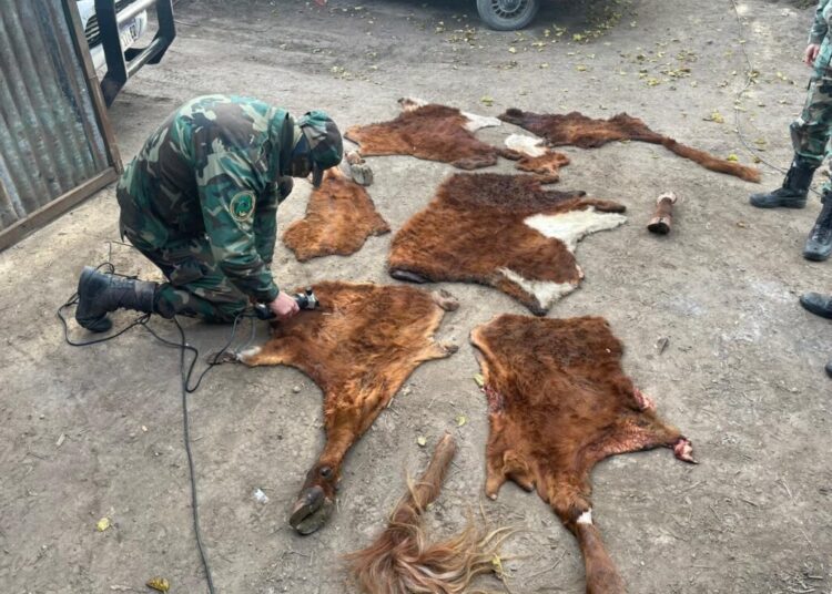 Gonzales Chaves: aprehenden a una persona y secuestran restos de animales