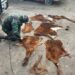 Gonzales Chaves: aprehenden a una persona y secuestran restos de animales