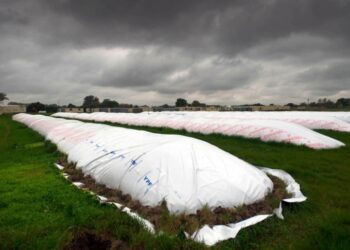 Con menos hectáreas pero mejores rindes, terminó la cosecha de soja