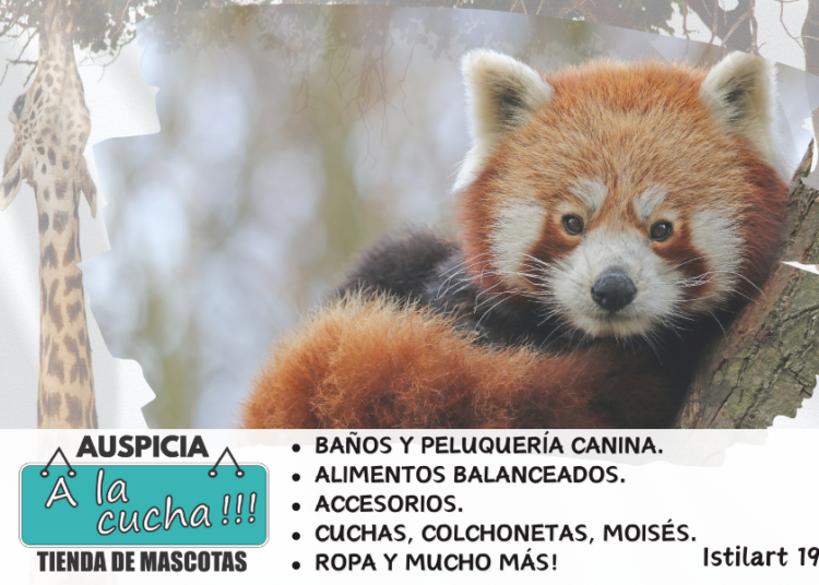 ¿Por qué está el panda rojo en peligro de extinción?