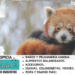 ¿Por qué está el panda rojo en peligro de extinción?