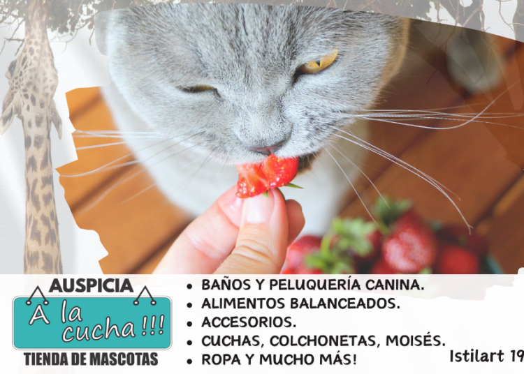 Animales omnívoros