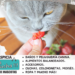 Animales omnívoros