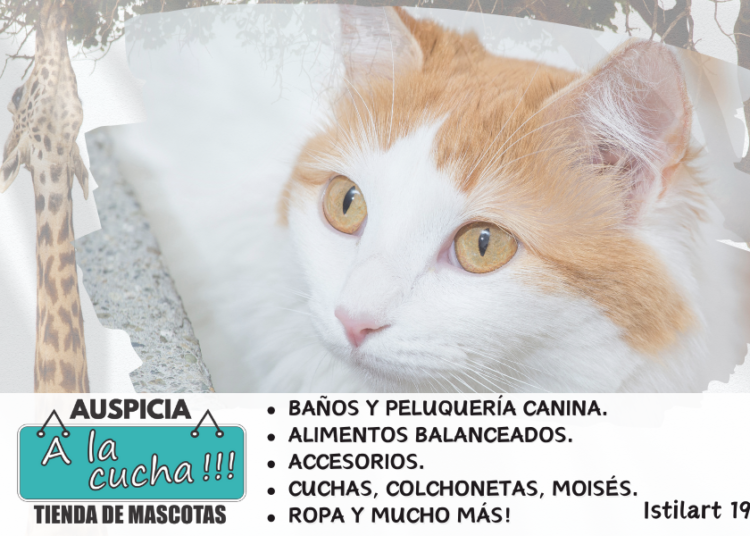 Gatos Van Turco