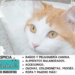 Gatos Van Turco
