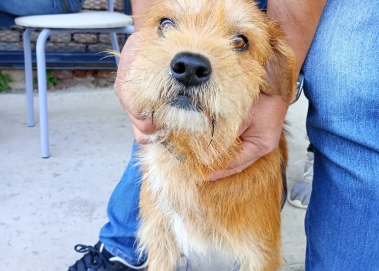 El área de Zoonosis municipal anuncia que rige la castración gratuita y rápida para mascotas abandonadas en la vía pública