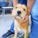 El área de Zoonosis municipal anuncia que rige la castración gratuita y rápida para mascotas abandonadas en la vía pública