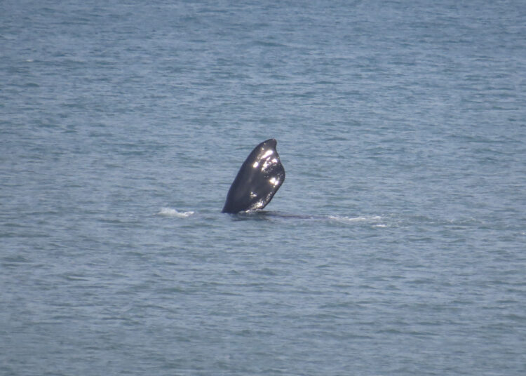 Las ballenas pasaron por Claromecó y danzaron frente a su costa