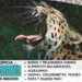 Leopardo de Amur