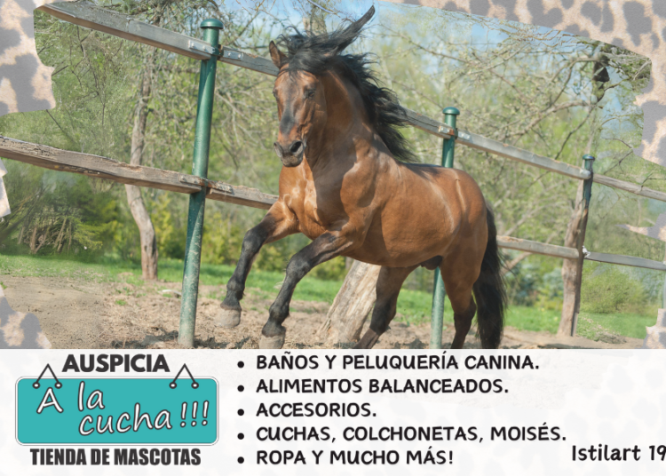 Caballo lusitano