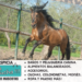 Caballo lusitano