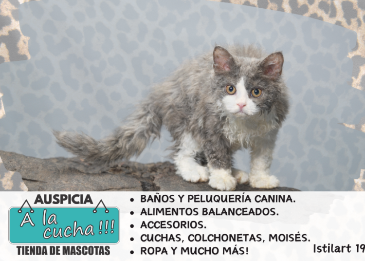 Gato Selkirk Rex