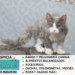 Gato Selkirk Rex