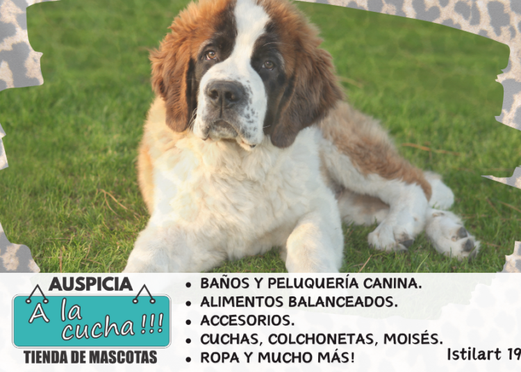 San Bernardo
