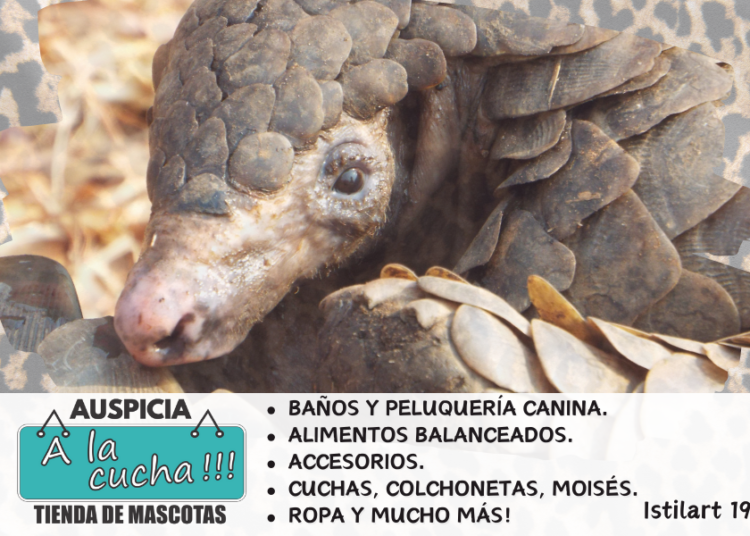 Pangolín